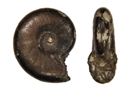Melchiorites sp